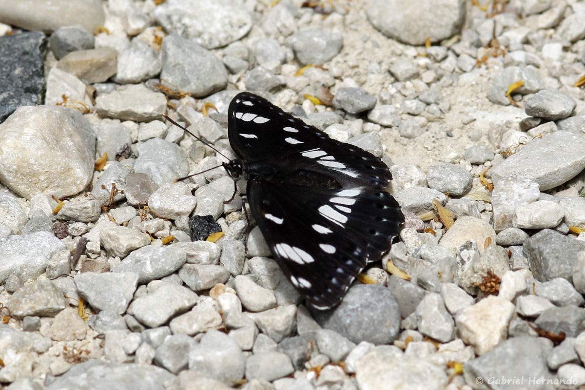 Limenitis reducta - Sylvain azuré (source du du Groseau, sortie de Malaucène, juin 2018), espèce de la famille des Nymphalidae, proche du petit sylvain, mais avec des reflets bleutés et une répartition plus méridionale.
