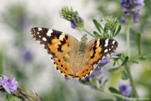 Vanessa cardui - Belle-Dame ou Vanesse des chardons, espèce cosmopolite, de la famille des Nymphalidae (Mont Ventoux, juin 2019)