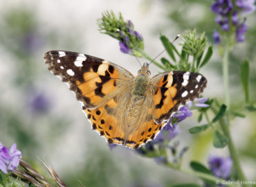 Vanessa cardui - Belle-Dame ou Vanesse des chardons, espèce cosmopolite, de la famille des Nymphalidae (Mont Ventoux, juin 2019)