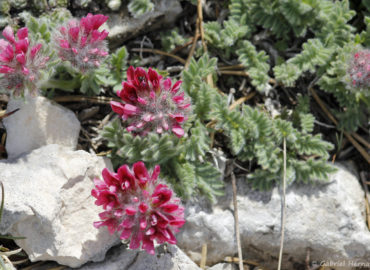 Anthylis montana - Vulnéraire des montagnes ou anthyllide des montagnes (Mont Ventoux, juin 2019)