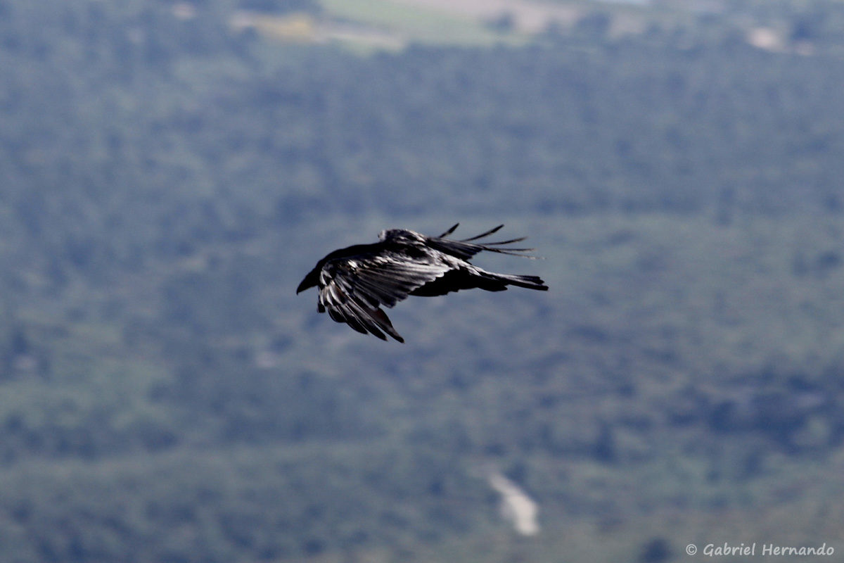 Corvus corax, le grand corbeau, en plein vol, au sommet du Mont Ventoux
