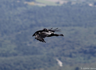 Grand corbeau en vol - Corvus corax (Mont Ventoux, juin 2019)
