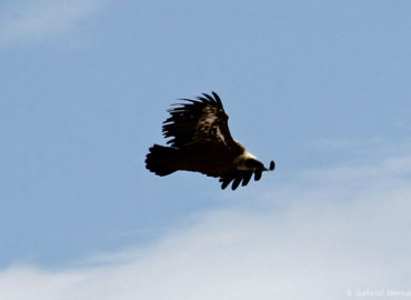 Aigle royal, en plein vol - Aquila chrysaetos (sommet du Mont Ventoux, juin 2019)