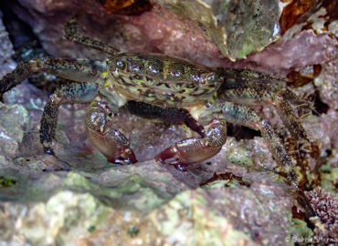 Pachygrapsus marmoratus - Crabe marbré (calanque de Port Pin, juin 2019)
