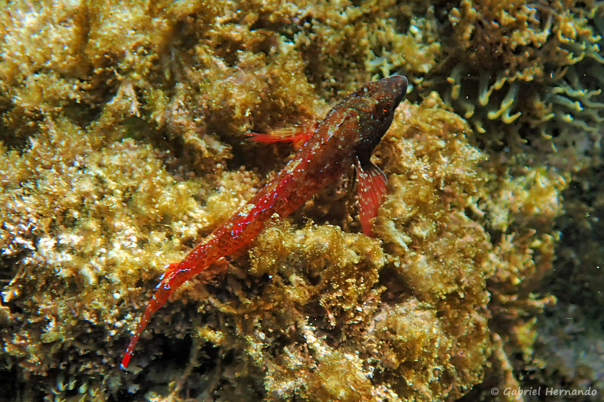 Tripterygion tripteronotum - Triptérygion rouge, une espèce de blénie (calanque de Port Pin, juin 2019).