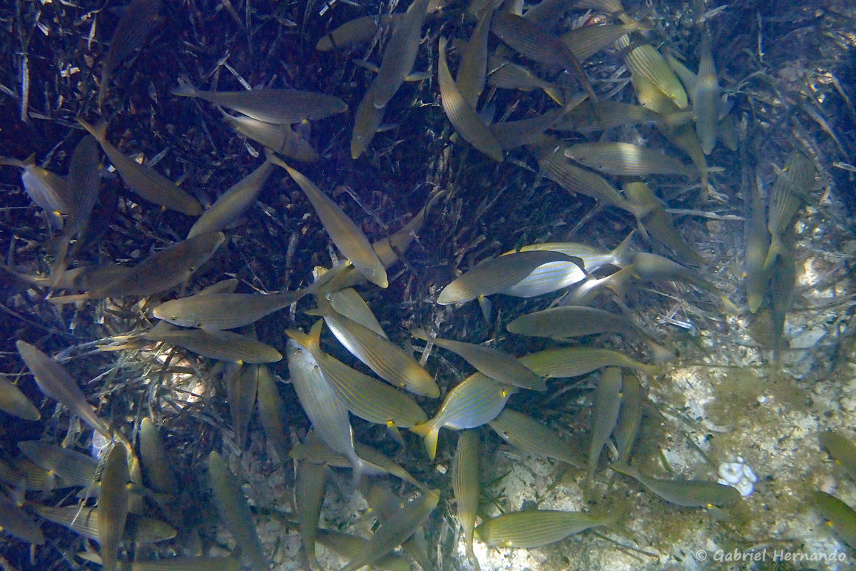 Banc de Sarpa salpa se nourrissant dans un massif de posidonies et sur le sable, dans la calanque d'En-Vau, photographié en juin 2019. Sarpa est un genre monotipique, c'est à dire qu'il ne comprend qu'une seule espèces, appartenant à la famille des sparidés. Sarpa salpa appelé saupe, daurade rayée, daurade jaune, est commune en Méditerranée.