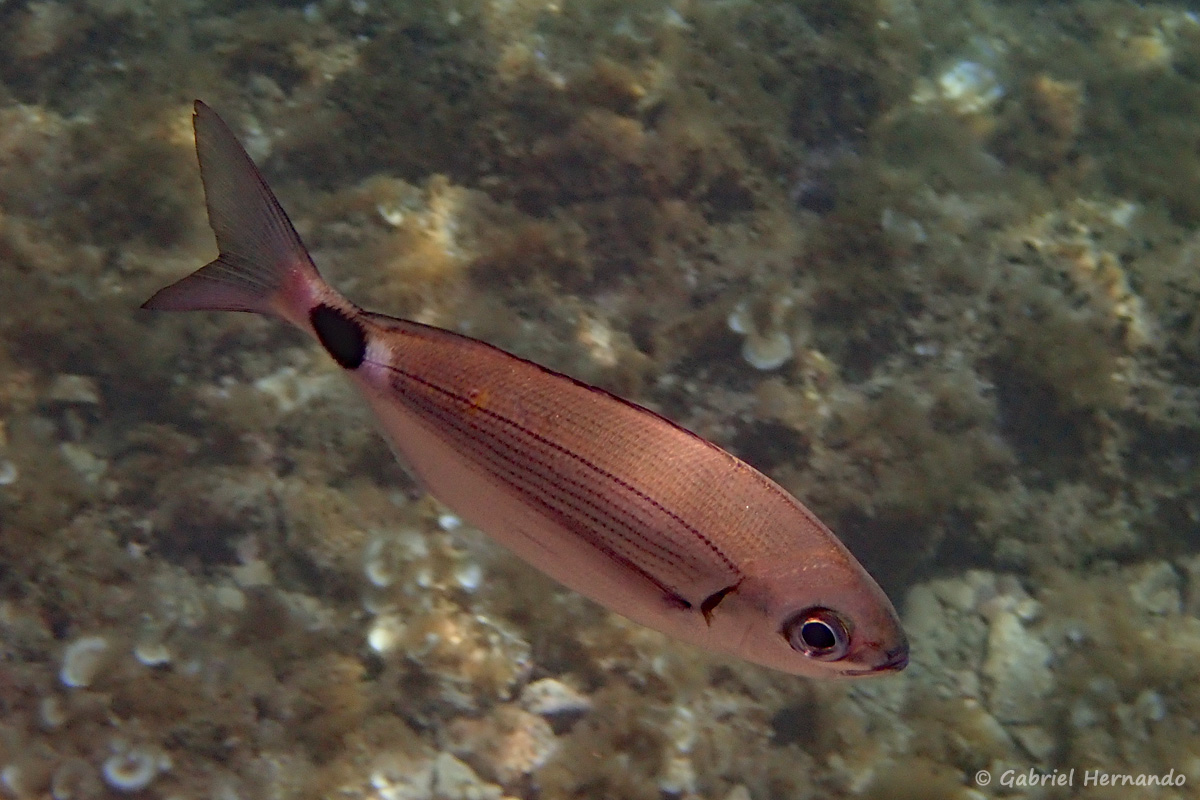 Oblada melanura - Oblade ou blade (calanque d'En-Vau, juin 2019), poisson de la famille des sparidés, proche des dorades. Le genre Oblada est monotypique et abondant en Méditerranée, dans les eaux côtières jusqu'à 40 m de profondeur.