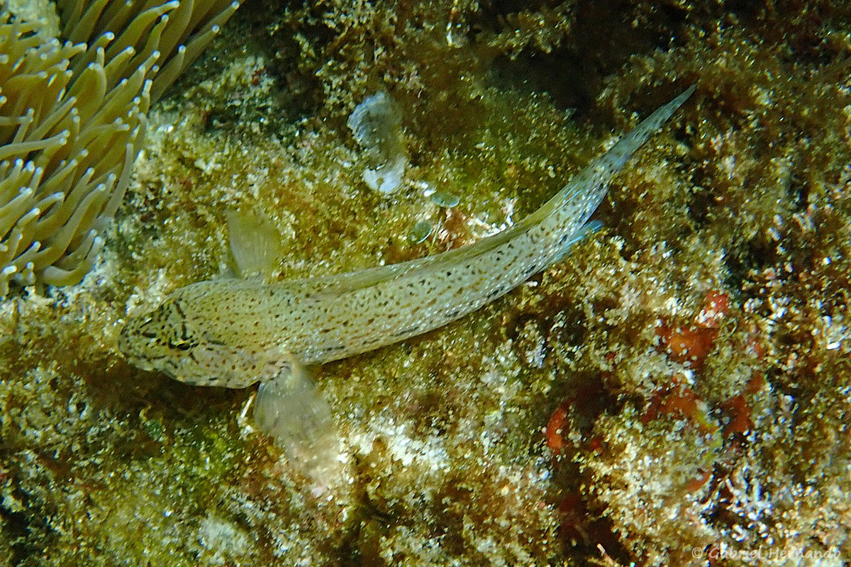 Gobius cf. incognitus, le gobie moucheté, photographié dans la calanque d'En-Vau, en juin 2019.