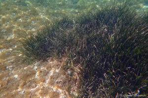 Posidonia oceanica - Massif de Posidonies (calanque d'En-Vau, juin 2019). Plante aquatique, disposant de racines et produisant des fleurs (angiospermes) sous marines et donnant des fruits destinés à leur reproduction. Ce ne sont pas des algues.
