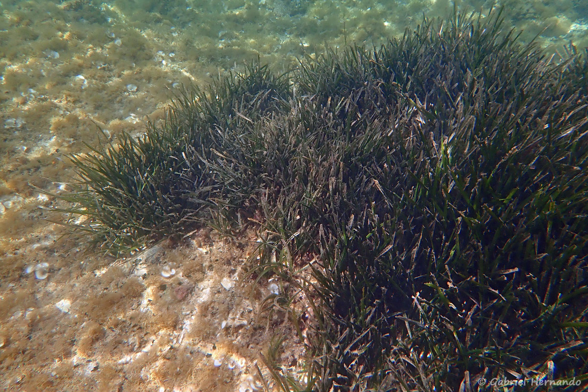 Posidonia oceanica - Massif de Posidonies (calanque d'En-Vau, juin 2019). Plante aquatique, disposant de racines et produisant des fleurs (angiospermes) sous marines et donnant des fruits destinés à leur reproduction. Ce ne sont pas des algues.