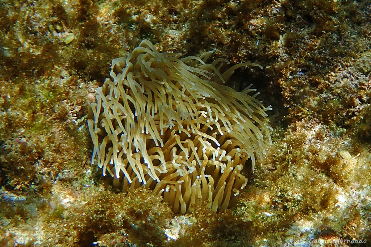 Anemonia viridis - Anémone de mer verte, Actinie verte, Anémone commune, Ortique, Anémone beignet ou Ortie de mer (calanque d'En-Vau, juin 2019)
