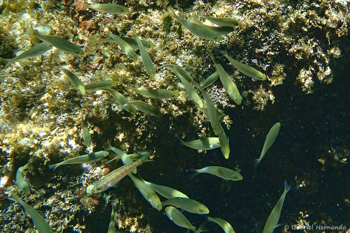 Banc de Sarpa salpa se nourrissant dans un massif de posidonies et sur le sable, dans la calanque d'En-Vau, photographié en juin 2019. Sarpa est un genre monotipique, c'est à dire qu'il ne comprend qu'une seule espèces, appartenant à la famille des sparidés. Sarpa salpa appelé saupe, daurade rayée, daurade jaune, est commune en Méditerranée.