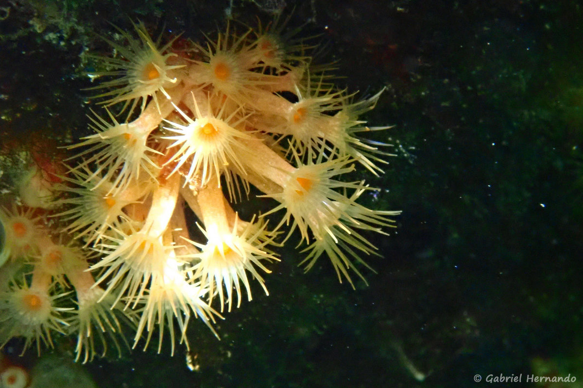 Parazoanthus axinellae, l’anémone encroûtante jaune ou Mimosa de mer, photographiée dans la calanque d'En-Vau, en juin 2019. Parazoanthus axinellae est un polype jaune vif pédonculé, de 0,5 à 2 cm, avec une forme coloniale encroûtante.