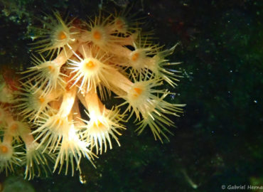 Parazoanthus axinellae - Anémone encroûtante jaune ou Mimosa de mer (calanque d'En-Vau, juin 2019), polype jaune vif pédonculé, de 0,5 à 2 cm, avec une forme coloniale encroûtante.