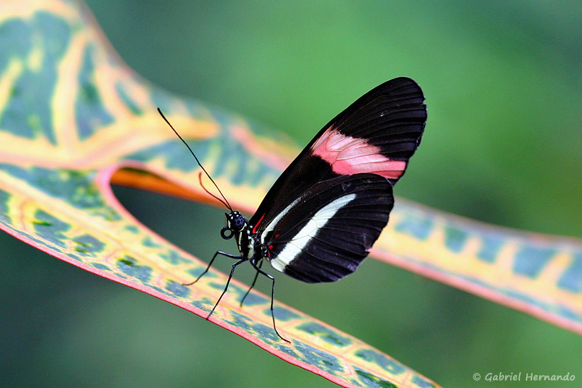 Heliconius melpomene, espèce de la famille des Nymphalidés, originaire d’Amérique centrale et du bassin amazonien (Papiliorama de Kerzers, Suisse, décembre 2008)