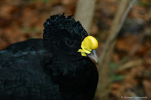 Grand Hocco, mâle - Crax rubra (Papiliorama de Kerzers, Suisse, décembre 2008)