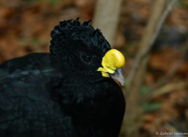 Grand Hocco, mâle - Crax rubra (Papiliorama de Kerzers, Suisse, décembre 2008)