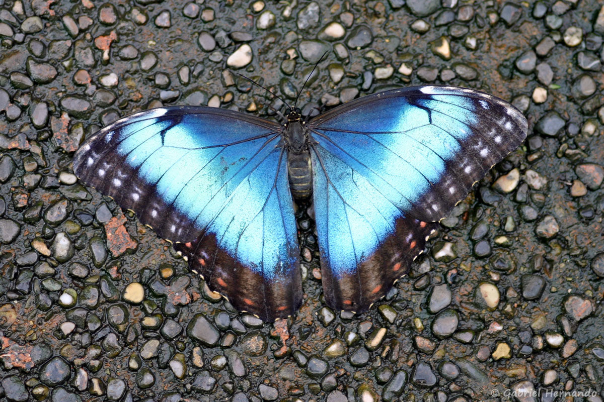 Morpho peleides (Papiliorama de Kerzers, Suisse, décembre 2008), espèce de Lépidoptère de la famille des Nymphalidés, originaire d'Amérique du Sud