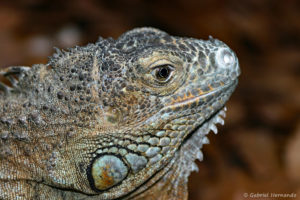 Iguana iguana - Iguane vert (Papiliorama de Kerzers, en Suisse, décembre 2008), grand iguane originaire d'Amérique du sud et d’Amérique centrale