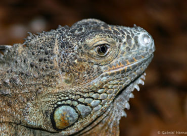 Iguana iguana - Iguane vert (Papiliorama de Kerzers, en Suisse, décembre 2008), grand iguane originaire d'Amérique du sud et d’Amérique centrale