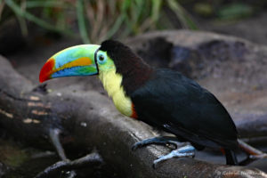 Ramphastos sulfuratus - Toucan à carène ou Toucan arc-en-ciel (Papiliorama de Kerzers, Suisse, décembre 2008)