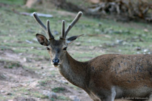 Cervus elaphus - Cerf élaphe (Quintanar de la Sierra, Espagne, juillet 2009), grand cervidé des forêts tempérées d'Europe, d'Afrique du Nord, d'Amérique du Nord et d'Asie.