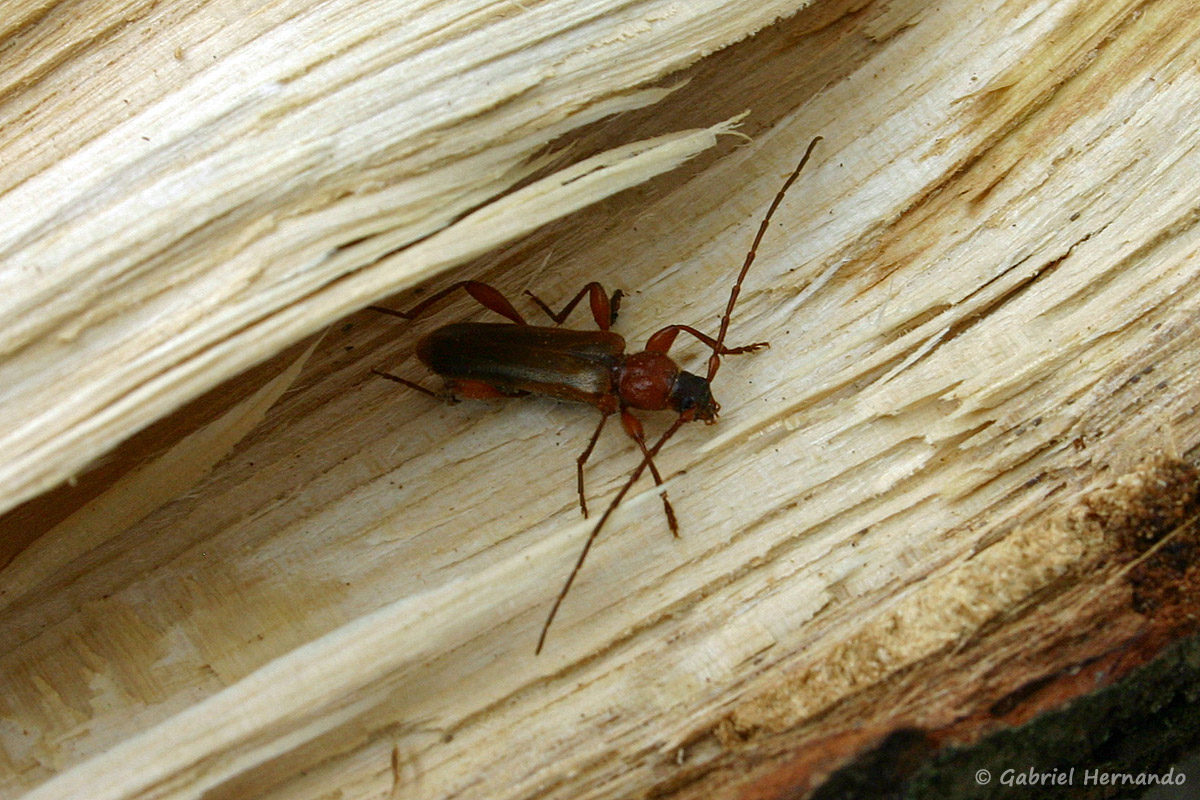 Phymatodes testaceus, le Phymatode variable ou Longicorne variable, est une espèce d'insecte coléoptère de la famille des Cerambycidae. Photographie réalisée à Saint-Marcel, le 1er mai 2011.