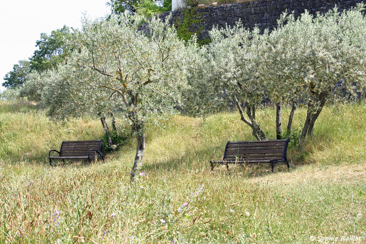 Parc nature avec oliviers, à Gréoux Les Bains, à côté du Château.