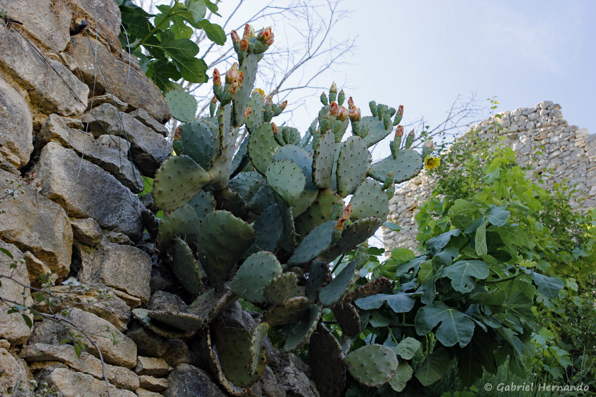 Cactus en fleur et figuier, dans le village de la Roque-Sur-Cèze.