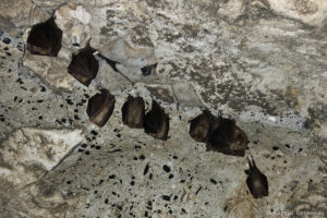 Rhinolophus hipposideros - Petit rhinolophe, en grappe (Sainte-Geneviève-Les-Gasnys, mai 2020)