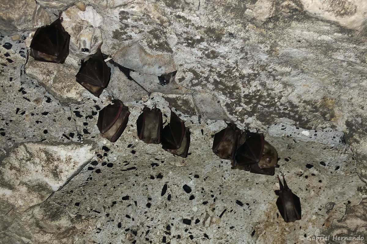 Grappe de Rhinolophus sp., des Chiroptères, photographiés dans une cave troglodyte, le 15 mai 2020