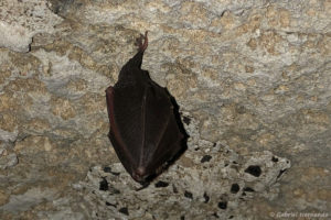 Rhinolophus hipposideros - Petit rhinolophe (Sainte-Geneviève-Les-Gasnys, mai 2020)