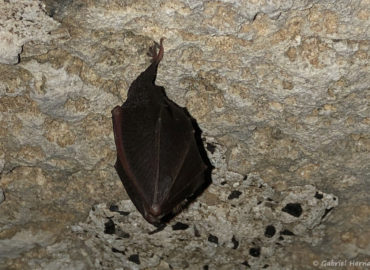 Rhinolophus hipposideros - Petit rhinolophe (Sainte-Geneviève-Les-Gasnys, mai 2020)