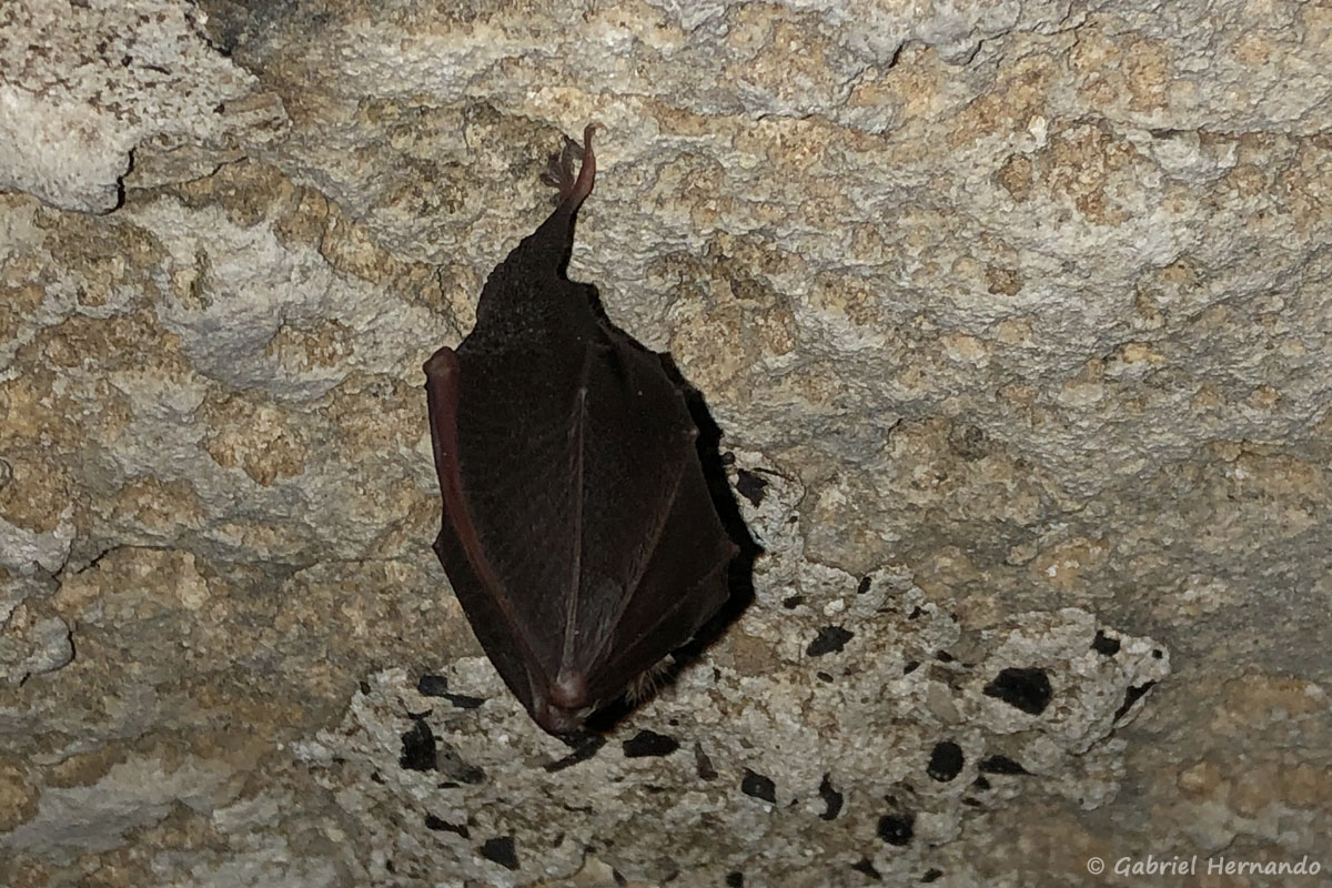 Rhinolophus sp., un Chiroptère, photographié dans une cave troglodyte, le 15 mai 2020