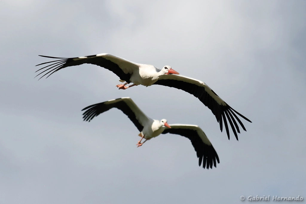 Cigognes blanches en vol - Ciconia ciconia (ZooParc de Beauval, mai 2025)
