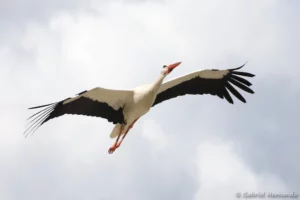 Cigogne blanche en vol - Ciconia ciconia (ZooParc de Beauval, mai 2025)