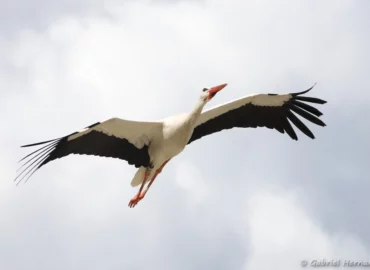 Cigogne blanche en vol - Ciconia ciconia (ZooParc de Beauval, mai 2025)