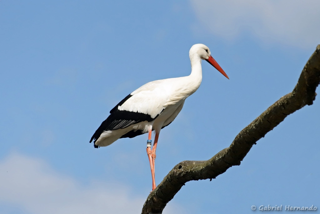 Cigogne blanche - Ciconia ciconia (ZooParc de Beauval, mai 2025)