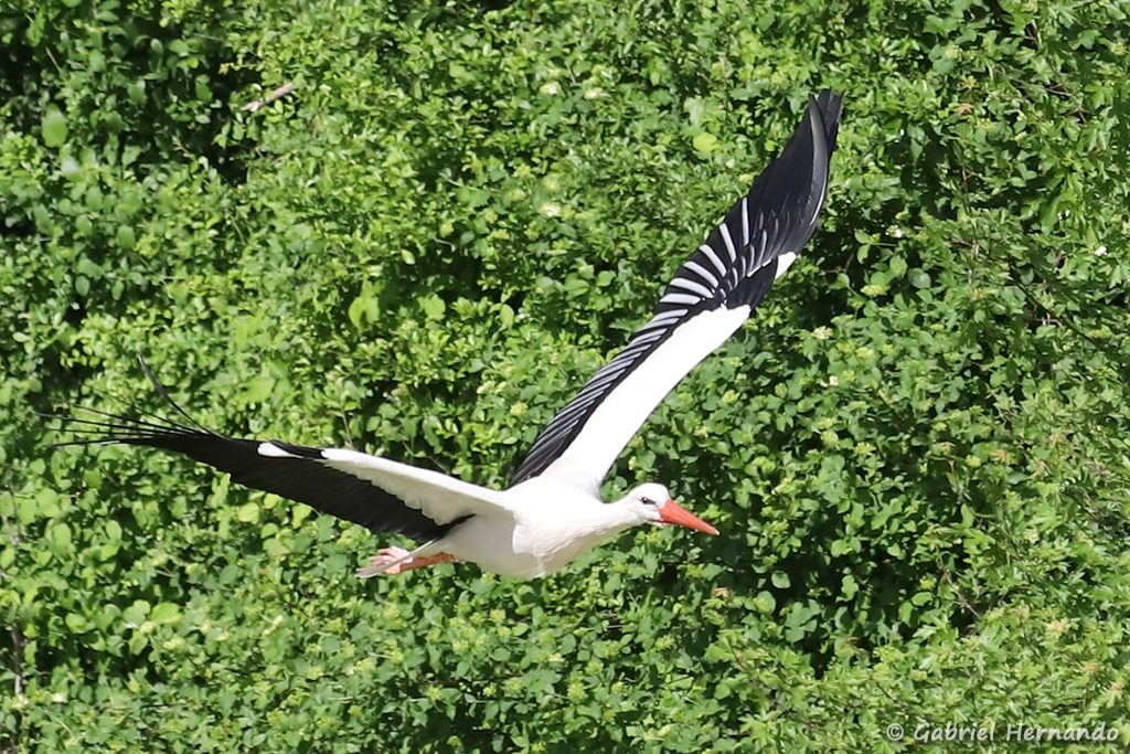 Cigogne blanche en vol - Ciconia ciconia (ZooParc de Beauval, mai 2025)