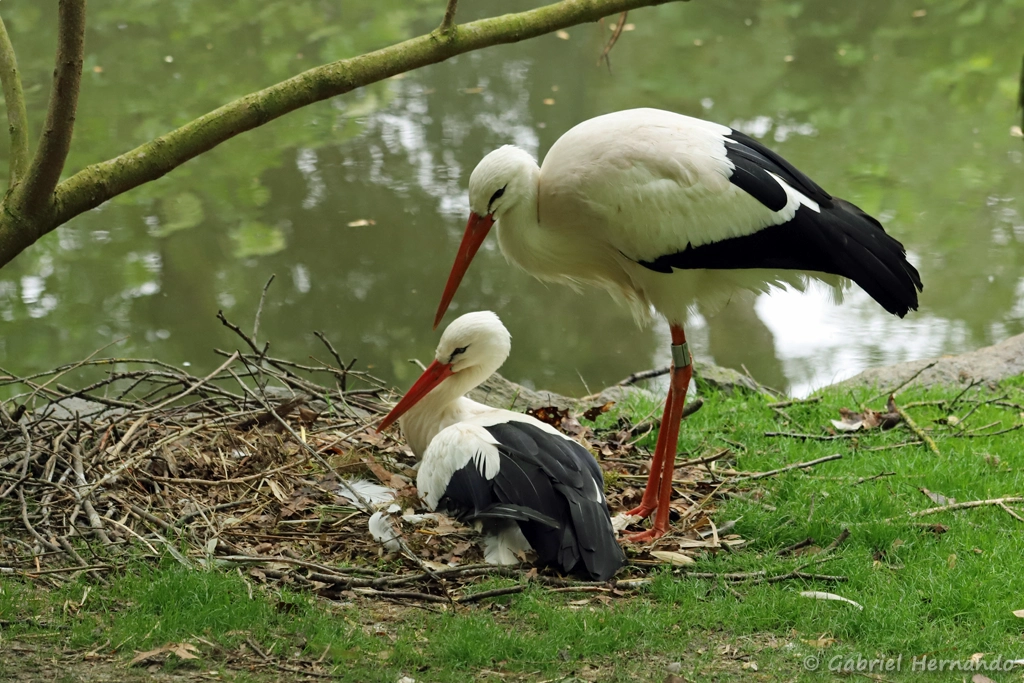 Couple de cigogne blanche avec leur nid au sol - Ciconia ciconia (ZooParc de Beauval, mai 2025)