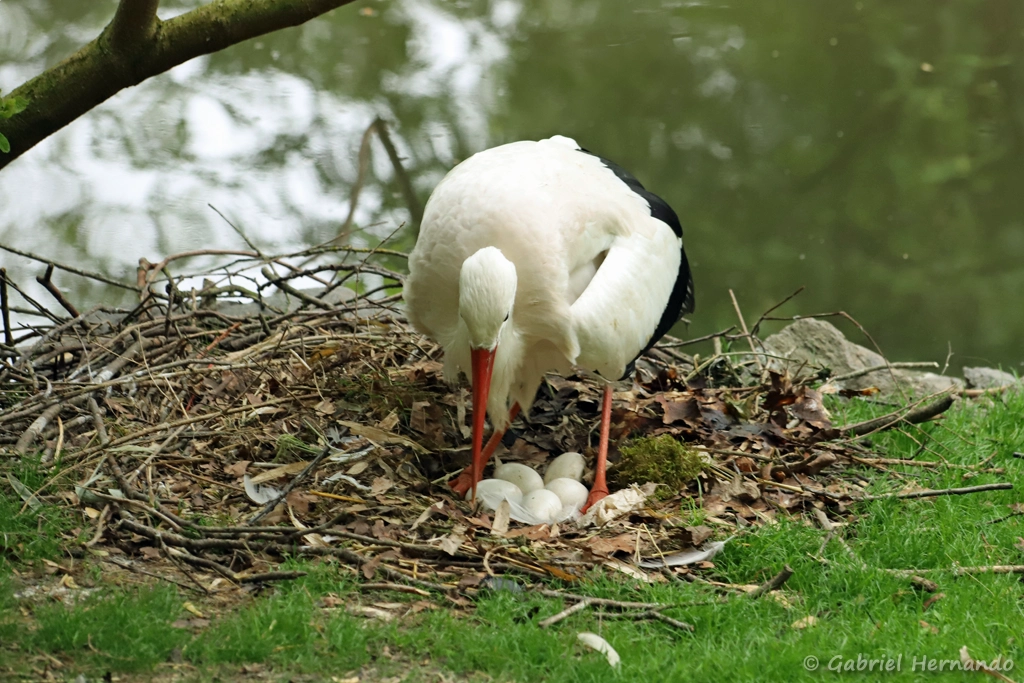 Cigogne blanche avec une couvée de 5 oeufs - Ciconia ciconia (ZooParc de Beauval, mai 2025)
