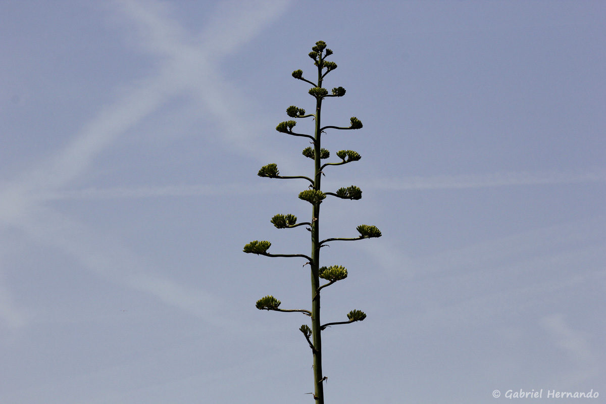 Inflorescence d'Agave américana, l'Agave d'Amérique. Cette plante fleurit une seule fois dans sa vie, puis meure d'épuisement.