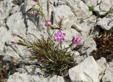Dianthus longicaulis - Oeillet virginal ​(île de Pomégues de l'archipel du Frioul, juin 2019)