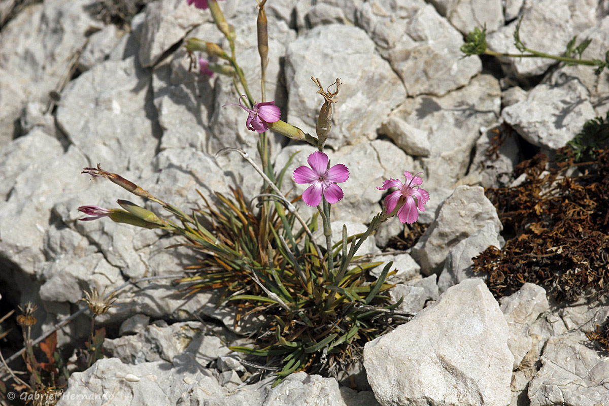 Dianthus longicaulis - Oeillet virginal ​(île de Pomégues de l'archipel du Frioul, juin 2019)