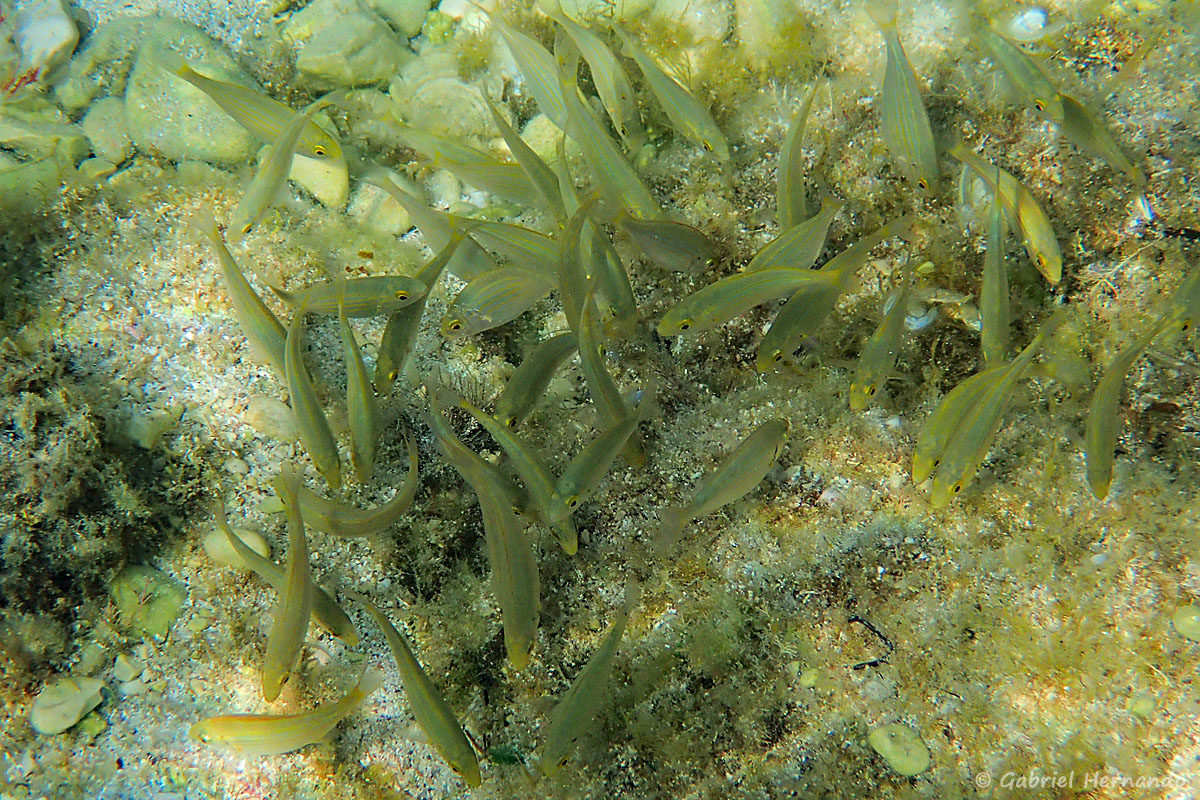 Sarpa salpa - Saupe, daurade rayée ou daurade jaune, se nourrissant en banc (calanque Flacandou, île Pomégues de l'archipel du Frioul, juin 2019)