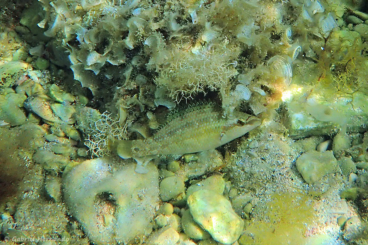 Symphodus tinca - Crénilabre paon (calanque Flacandou, île de Pomégues de l'archipel du Frioul, juin 2019)