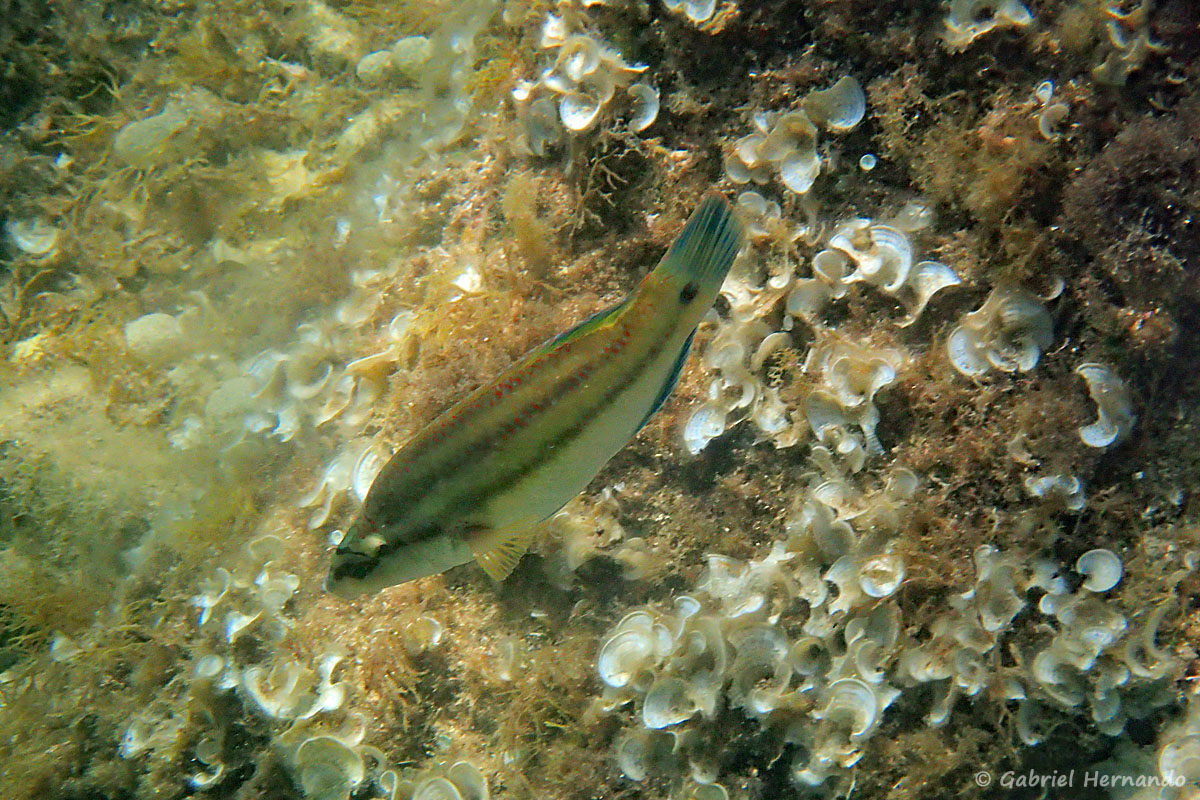 Symphodus tinca - Crénilabre paon (calanque Cap Frioul, île de Pomégues de l'archipel du Frioul, juin 2019)