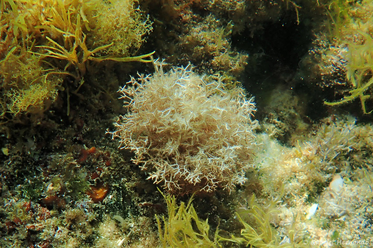 Liagora viscida, la Liagore visqueuse, une algue rouge  (Rhodophycées), photographiée dans la calanque Cap Frioul, sur l'île de Pomégues de l'archipel du Frioul, en juin 2019