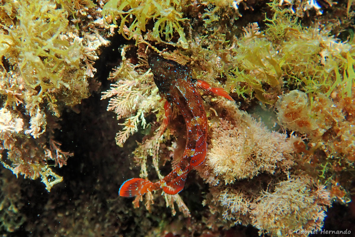 Tripterygion tripteronotum, le Tripterygion rouge, photographié dans la calanque Cap Frioul, sur l'île de Pomégues de l'archipel du Frioul, en juin 2019