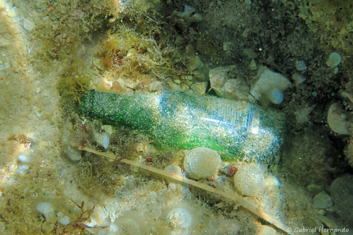 Bouteille de bière, sous l'eau, photographiée dans la calanque Cap Frioul, sur l'île de Pomégues de l'archipel du Frioul, en juin 2019